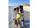 Adopt Duke a Pit Bull Terrier