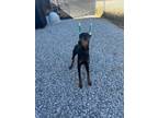 Adopt Major a Doberman Pinscher