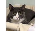 Adopt Baloo a Domestic Short Hair