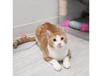 Adopt Maury a Domestic Short Hair