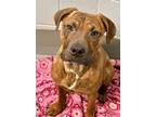 Adopt MrBones a American Staffordshire Terrier, Boxer