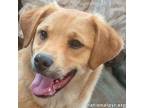 Adopt Big Dan in LA - Calm & Curious Cutie! a Great Pyrenees, Cattle Dog