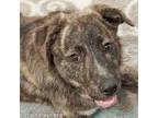 Adopt Rebel in LA - Adores People, Pets & Treats! a Great Pyrenees, Cattle Dog
