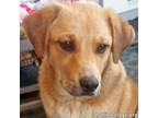Adopt Big Red in LA - Chill & Gentle! a Great Pyrenees, Cattle Dog