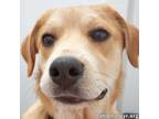 Adopt Tuff in LA - Gives Sweet Kisses! a Great Pyrenees, Cattle Dog