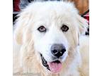 Adopt Snowman in KY - Gentle, Loving & Sweet! a Great Pyrenees