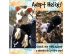 Adopt Helix a Pit Bull Terrier