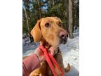 Adopt Luke a Yellow Labrador Retriever, Basset Hound