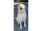 Adopt Goose a Labrador Retriever, Great Pyrenees