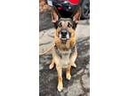 Adopt Jake a German Shepherd Dog