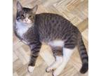 Adopt Keller a Domestic Short Hair