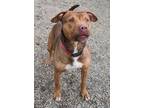 Adopt Nate #86 a Pit Bull Terrier