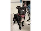 Adopt Chase a Black Labrador Retriever, Pit Bull Terrier