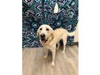 Adopt NOT ACCEPTING APPLICATIONS YET!!! Frankie a Yellow Labrador Retriever