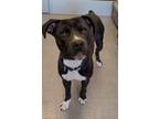 Adopt Guac Yrly 60 a Boxer, Pit Bull Terrier