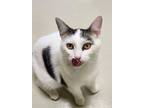 Adopt Carl a Domestic Short Hair