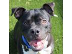 Adopt Diesel A0052511065 a Mixed Breed, American Staffordshire Terrier