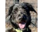Adopt Aubrey a German Shepherd Dog, Standard Poodle