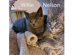 Adopt ADOPTED & NO LONGER AVAILABLE : MEET 8 WK OLD WILLIE & NELSON....RUSSIAN
