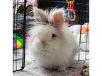 Adopt Pablo a Bunny Rabbit