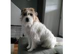 Adopt Griffey a Jack Russell Terrier