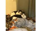 Adopt JD & Luci (CP) a Domestic Short Hair