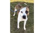 Adopt Loverboy a Pit Bull Terrier, Mixed Breed
