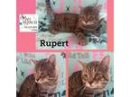 Adopt Rupert a Domestic Short Hair