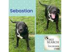 Adopt Sebastian a Terrier, Hound