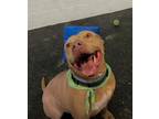 Adopt Arthur a American Staffordshire Terrier, Pit Bull Terrier