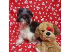 Schnauzer (Miniature) Puppy for sale in Telephone, TX, USA