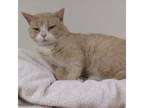 Adopt Teddy a Tabby