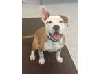 Adopt Spock a Staffordshire Bull Terrier