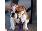 Bulldog Puppy for sale in New Albany, IN, USA