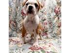 Olde Bulldog Puppy for sale in Kansas City, MO, USA