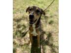 Adopt Evan a German Shepherd Dog, Mixed Breed