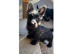 Adopt Bentley a Scottish Terrier