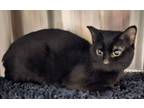 Adopt Vesper a Domestic Short Hair