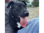 Adopt MIDNIGHT a Pit Bull Terrier, Black Labrador Retriever