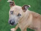 Adopt MAURICE a Mixed Breed