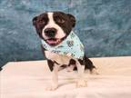 Adopt KENNETH a Mixed Breed