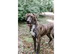 Adopt Luke a Mountain Cur