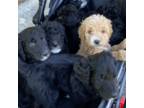 Goldendoodle Puppy for sale in North Charleston, SC, USA