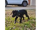 German Shorthaired Pointer Puppy for sale in Mckinney, TX, USA