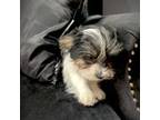 Yorkshire Terrier Puppy for sale in Gloucester City, NJ, USA