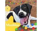 Adopt MooMoo a Pit Bull Terrier, Australian Cattle Dog / Blue Heeler