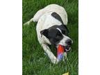 Adopt MooMoo a Pit Bull Terrier, Australian Cattle Dog / Blue Heeler