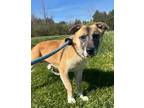 Adopt Dash a Mixed Breed