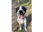 Adopt Auggie a Mixed Breed