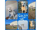 Adopt ROCKY a Labrador Retriever
